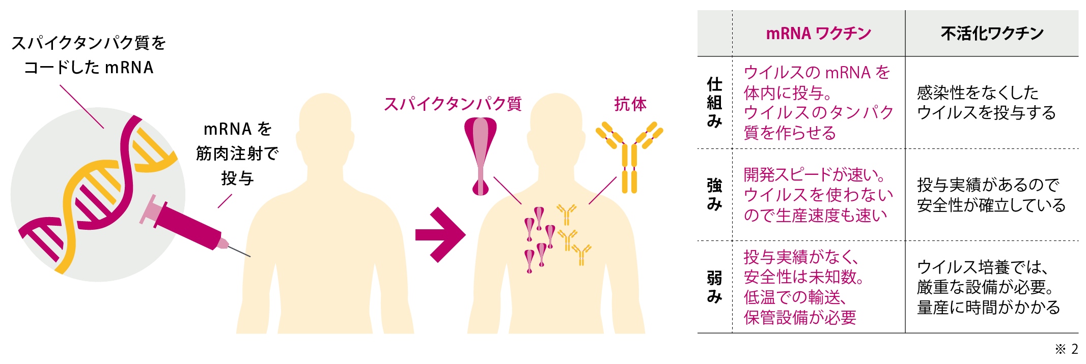 新型コロナウイルスのワクチンのしくみ